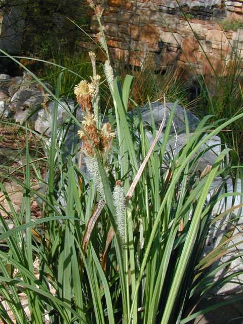 Carex emoryi (Emory's sedge) #12786