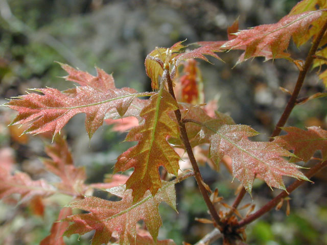 Quercus buckleyi (Texas red oak) #12787