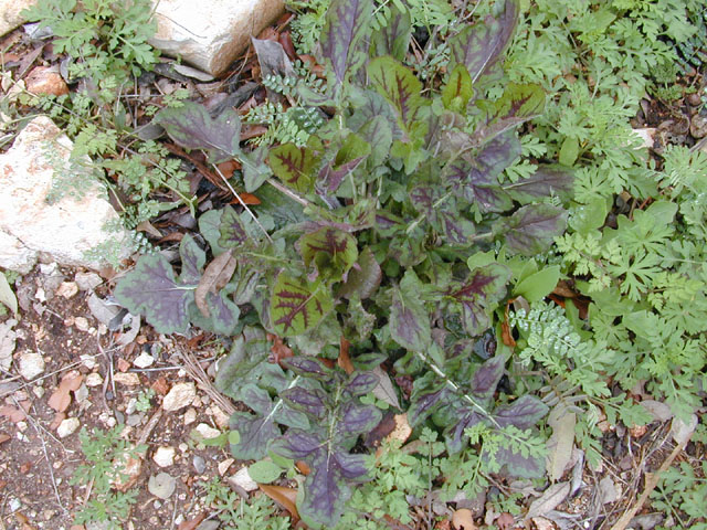 Salvia lyrata (Lyreleaf sage) #12801