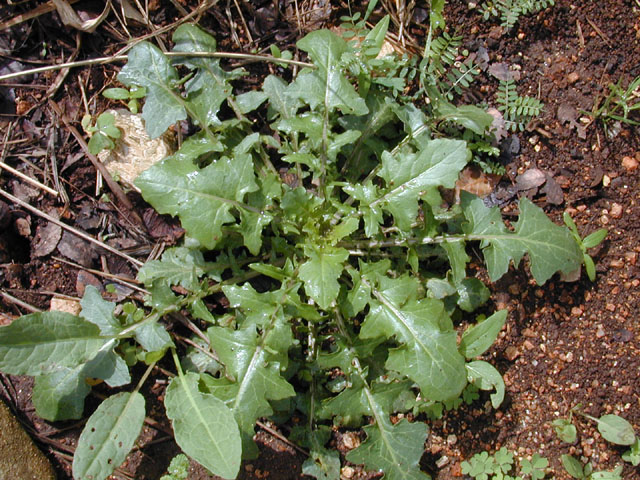Streptanthus bracteatus (Bracted twistflower) #12826
