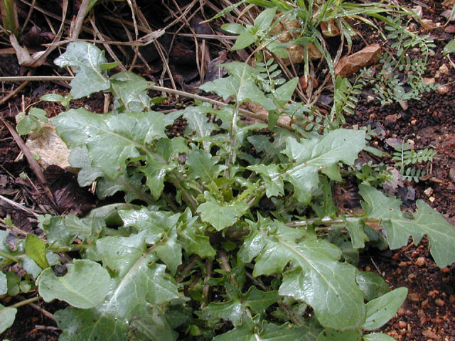 Streptanthus bracteatus (Bracted twistflower) #12827