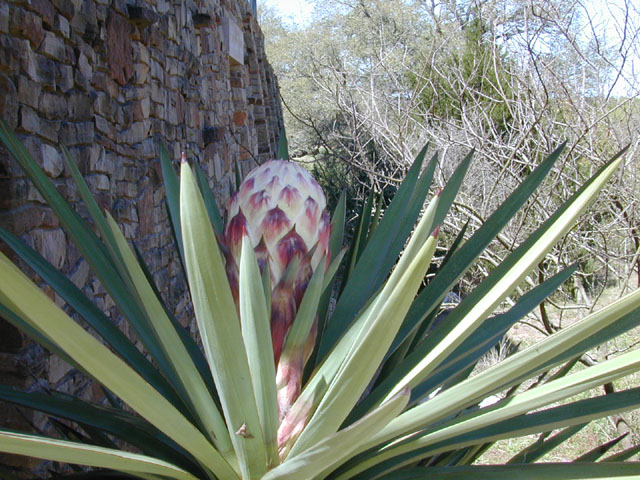 Yucca treculeana (Spanish dagger) #12830