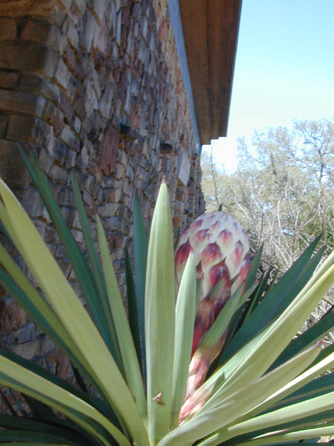 Yucca treculeana (Spanish dagger) #12831