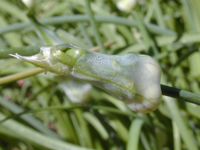 Allium canadense var. canadense (Meadow garlic) #12833