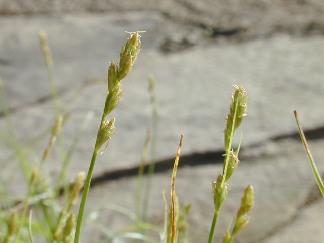 Carex texensis (Texas sedge) #12871