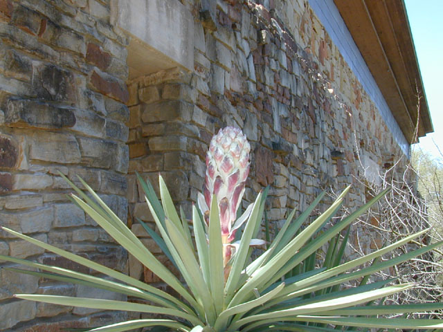 Yucca treculeana (Spanish dagger) #12887
