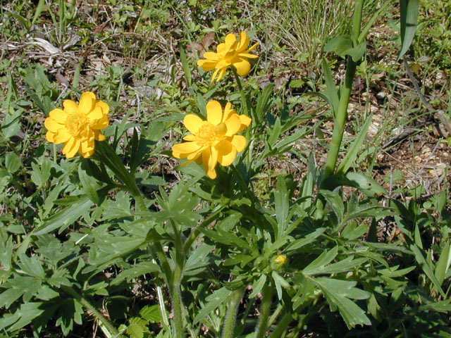 Ranunculus macranthus (Large buttercup) #12914