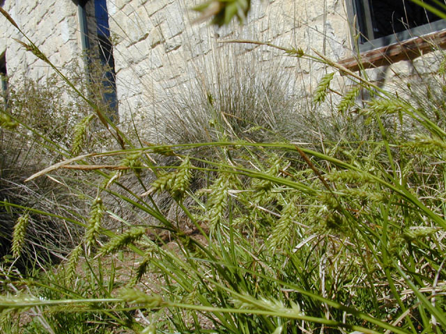 Carex cherokeensis (Cherokee sedge) #12923