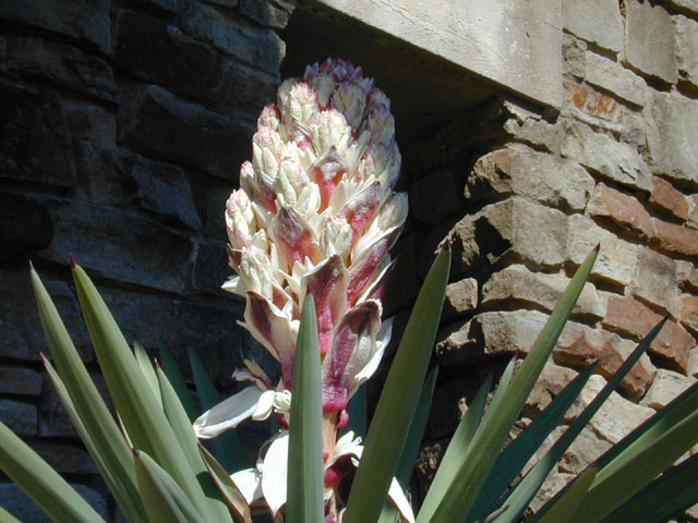 Yucca treculeana (Spanish dagger) #12929