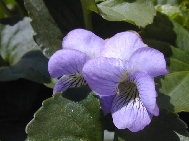 Viola affinis (Sand violet) #12949