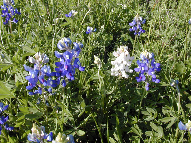 Lupinus texensis (Texas bluebonnet) #12960