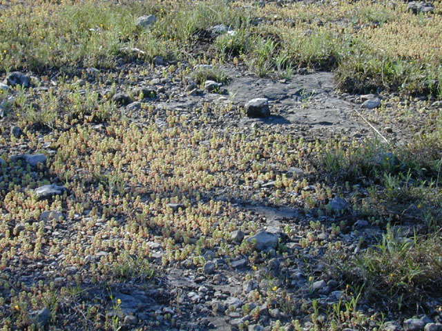 Sedum nuttallianum (Yellow stonecrop) #12972