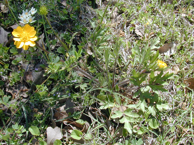 Ranunculus macranthus (Large buttercup) #13063