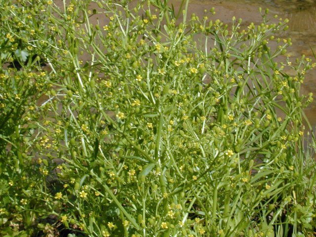 Ranunculus sceleratus var. sceleratus (Cursed buttercup) #13073