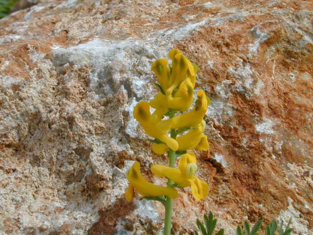 Corydalis curvisiliqua (Curvepod fumewort) #13109
