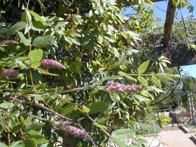 Wisteria frutescens (American wisteria) #13175