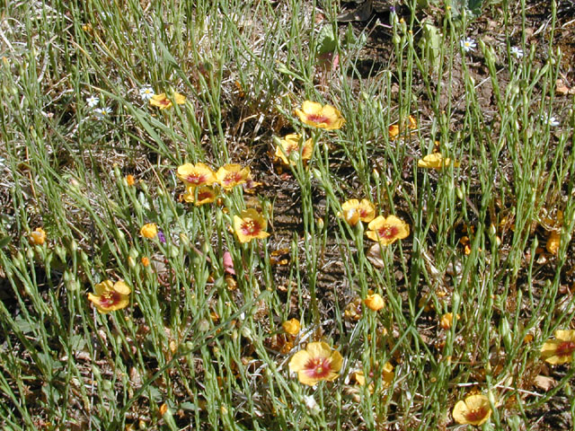 Linum hudsonioides (Texas flax) #13196