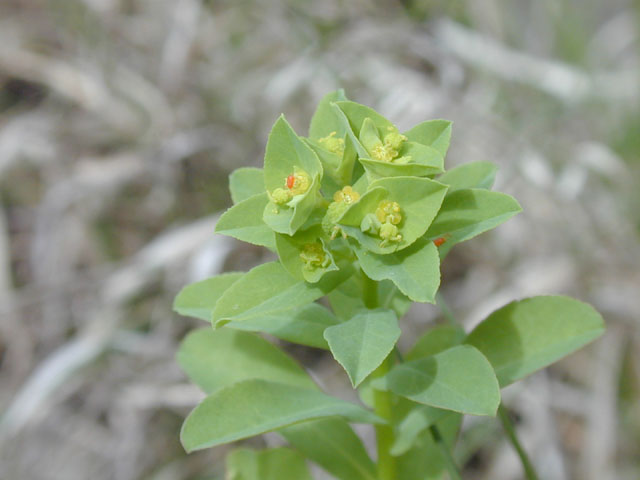 Euphorbia spathulata (Warty spurge) #13221