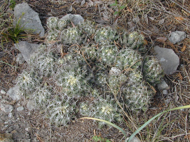Coryphantha sulcata (Pineapple cactus) #13249