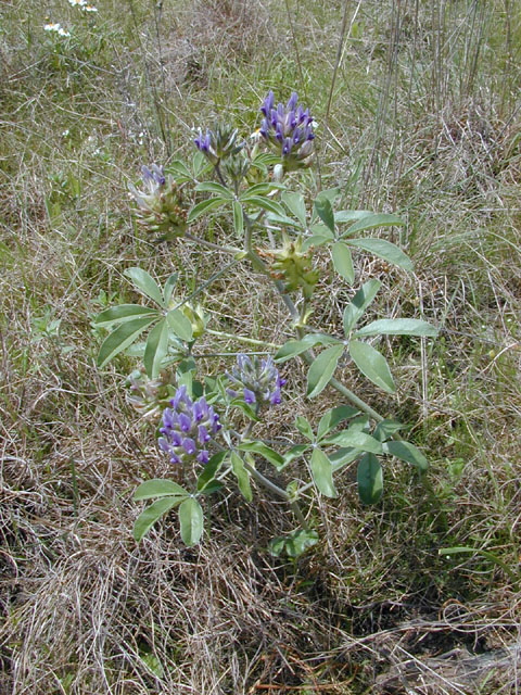 Pediomelum latestipulatum var. appressum (Texas plains indian breadroot) #13250