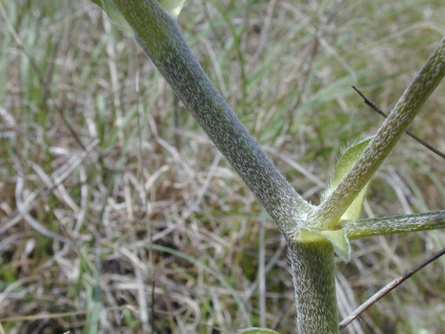 Pediomelum latestipulatum var. appressum (Texas plains indian breadroot) #13254