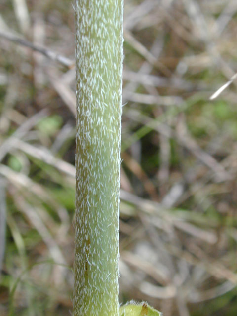 Pediomelum latestipulatum var. appressum (Texas plains indian breadroot) #13257