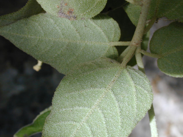 Garrya ovata ssp. lindheimeri (Lindheimer's silktassel) #13261