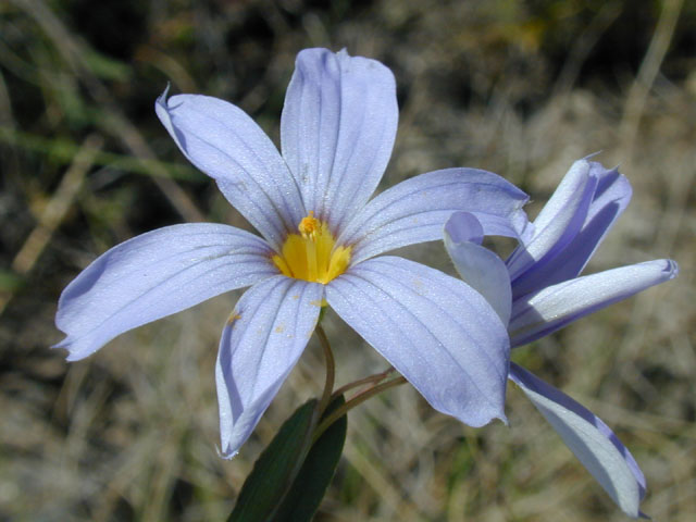 Sisyrinchium chilense (Swordleaf blue-eyed grass) #13275
