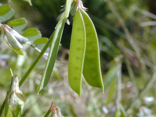 Vicia ludoviciana ssp. ludoviciana (Deer pea vetch) #13311