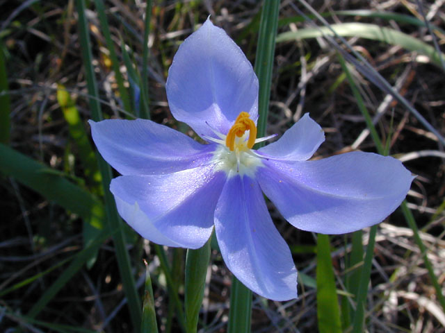 Nemastylis geminiflora (Prairie celestials) #13318