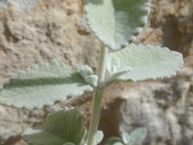 Buddleja marrubiifolia (Woolly butterflybush) #13363
