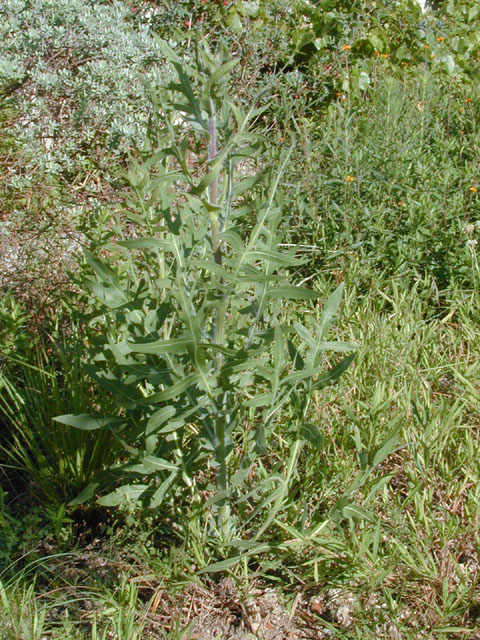 Silphium albiflorum (White rosinweed) #13371