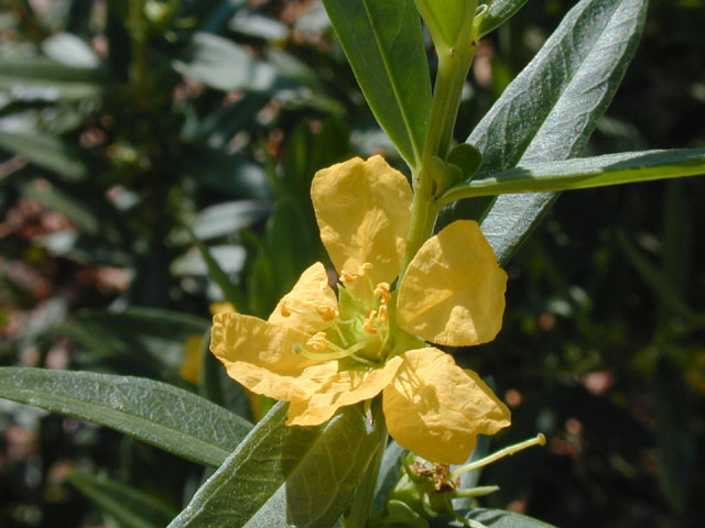 Heimia salicifolia (Shrubby yellowcrest) #13394