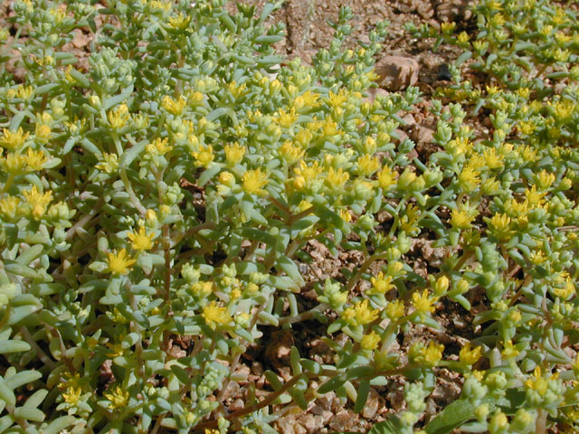 Sedum nuttallianum (Yellow stonecrop) #13411