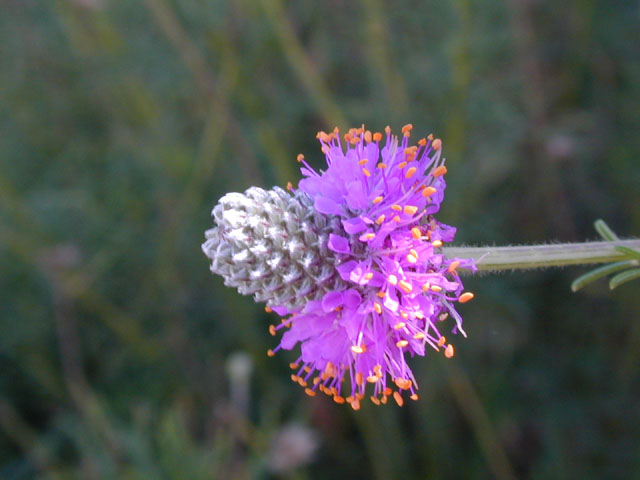 Dalea compacta var. pubescens (Compact prairie clover) #13413