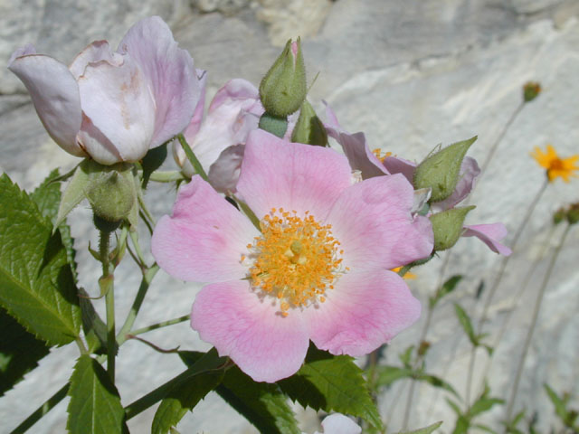 Rosa setigera (Climbing prairie rose) #13420