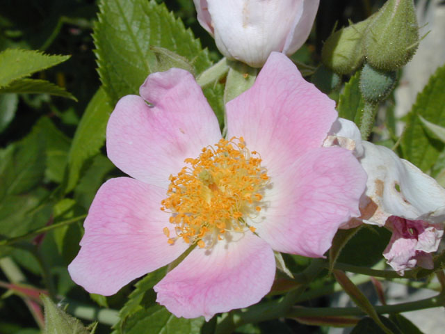 Rosa setigera (Climbing prairie rose) #13421