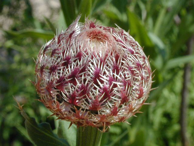 Centaurea americana (American basket-flower) #13439
