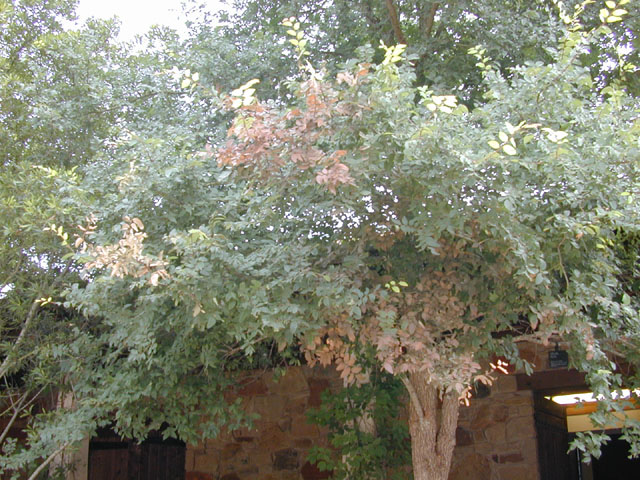 Ulmus crassifolia (Cedar elm) #13447