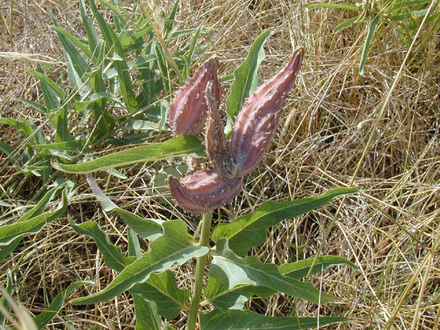 Asclepias asperula ssp. capricornu (Antelope-horns) #13455