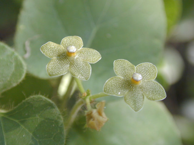 Matelea reticulata (Pearl milkweed vine) #13461