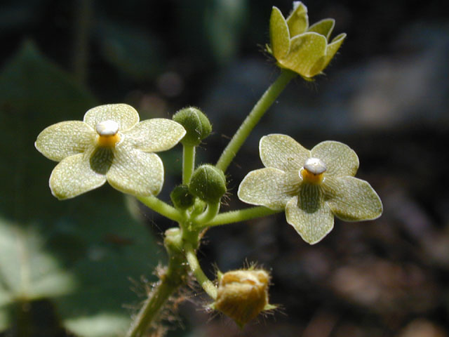 Matelea reticulata (Pearl milkweed vine) #13463
