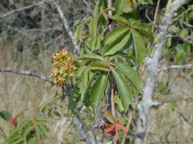 Parthenocissus heptaphylla (Sevenleaf creeper) #13480