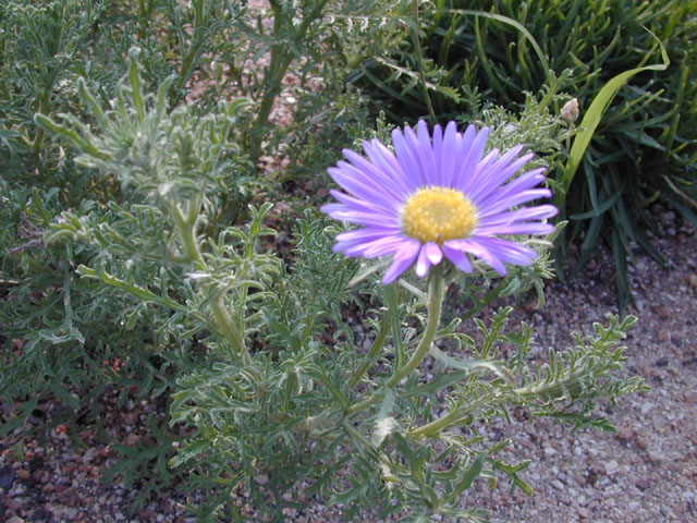 Machaeranthera tanacetifolia (Tahoka daisy) #13493
