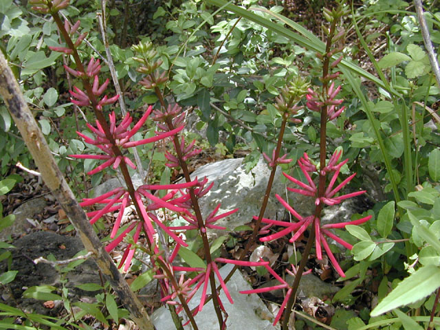 Erythrina herbacea (Coralbean) #13516