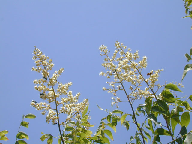 Sapindus saponaria var. drummondii (Western soapberry) #13528