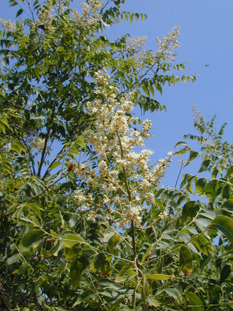 Sapindus saponaria var. drummondii (Western soapberry) #13532