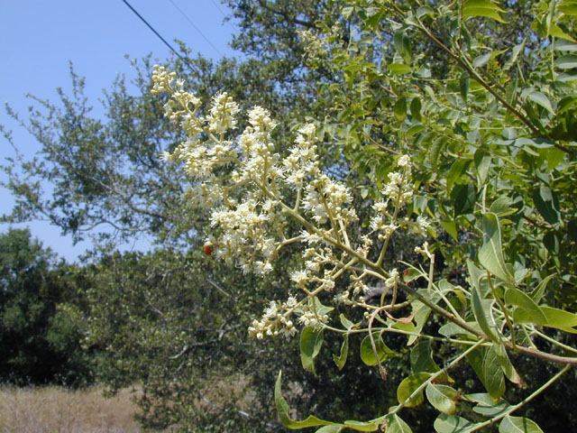 Sapindus saponaria var. drummondii (Western soapberry) #13534