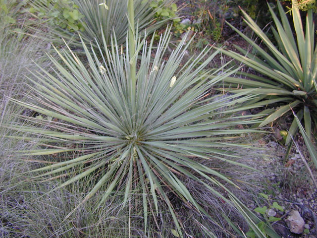 Yucca constricta (Buckley yucca) #13538