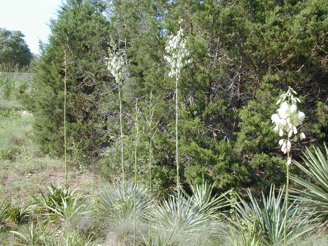 Yucca constricta (Buckley yucca) #13548